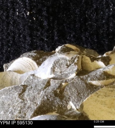Protocardia sp.