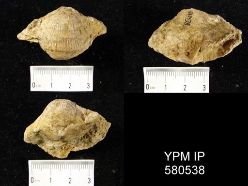 undet. Atrypidae