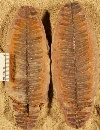 Pecopteris