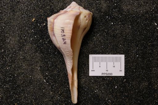 Sinistrofulgur perversum