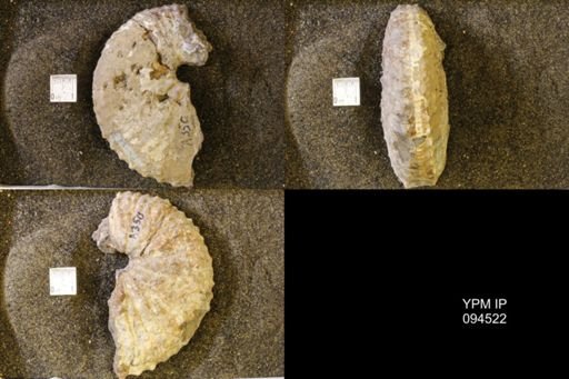 Jeletzkytes nebrascensis