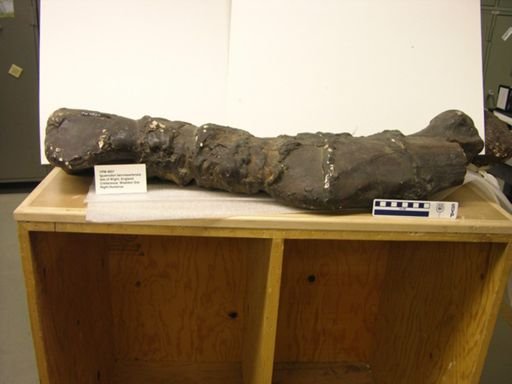 Iguanodon bernissartensis