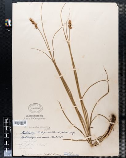 Carex normalis