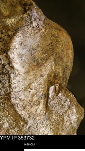 Limopsis striatopunctatus