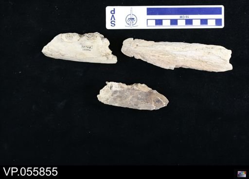Tylosaurus