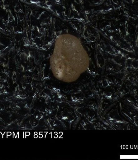 undet. Foraminiferida