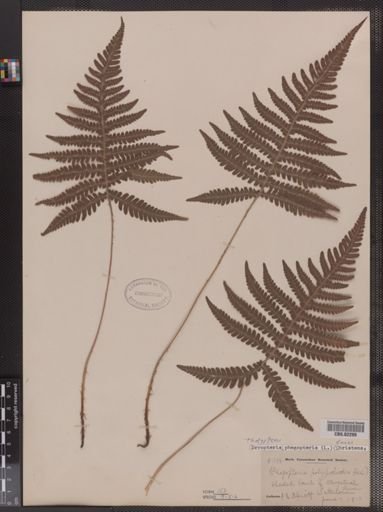 Thelypteris phegopteris