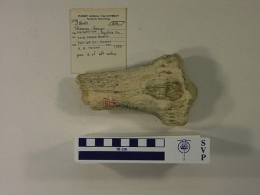 Teleoceras fossiger