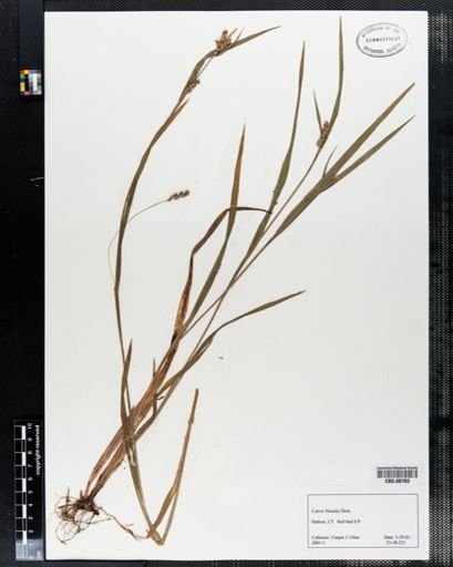 Carex blanda