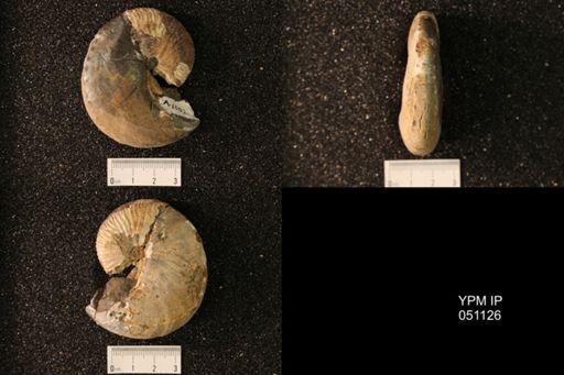 Hoploscaphites nicolletii