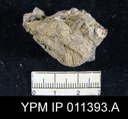 Streptorhynchus pyramidalis