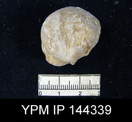 Oldhamina decipiens