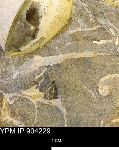 undet. Ammonoidea