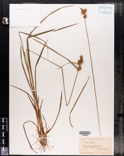 Carex flava