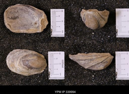 Ostrea soleniscus
