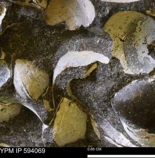 Limopsis? striatopunctatus