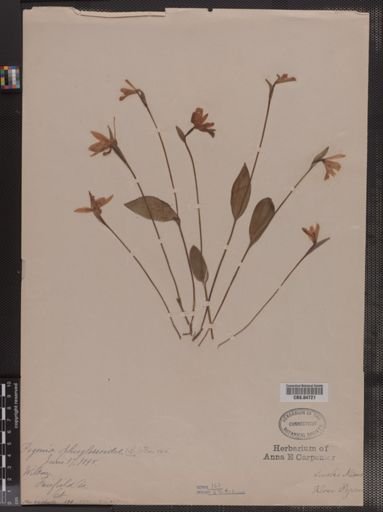 Pogonia ophioglossoides