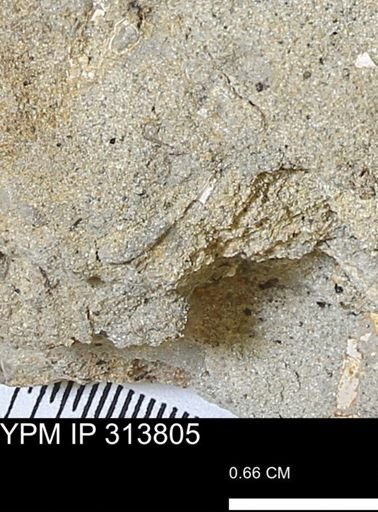 Scaphopoda?