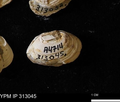 Corbicula