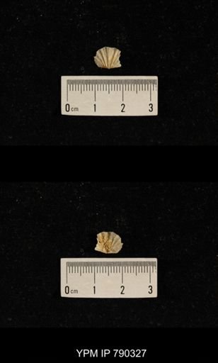 undet. Brachiopoda