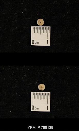 undet. Crinoidea