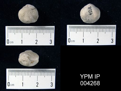 Uncinulus sp.