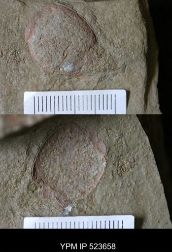 undet. Arthropoda
