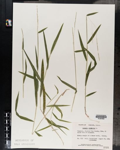 Leersia virginica