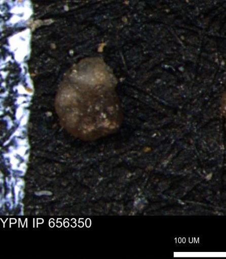 Ammobaculoides whitneyi