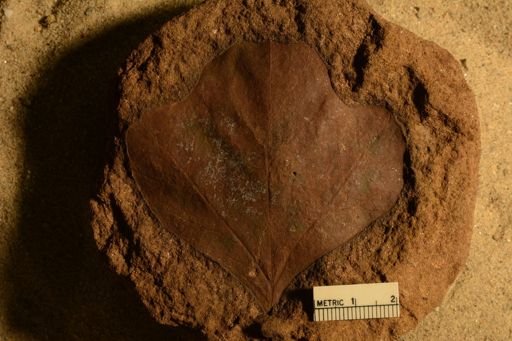 Angiospermopsida
