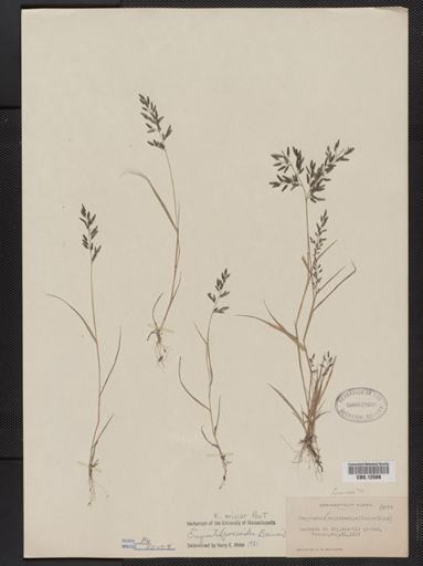 Eragrostis minor