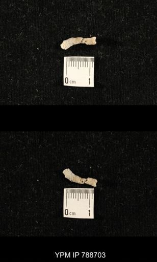 taxon undetermined
