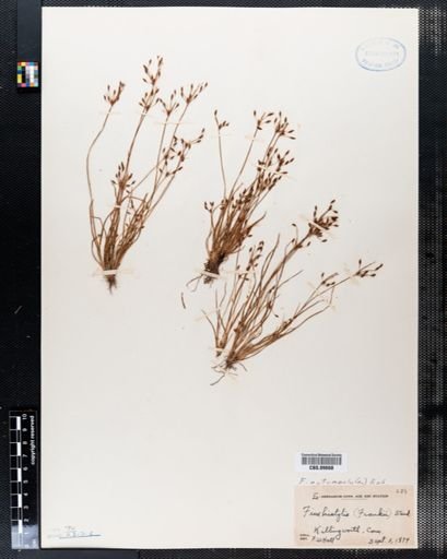Fimbristylis frankii