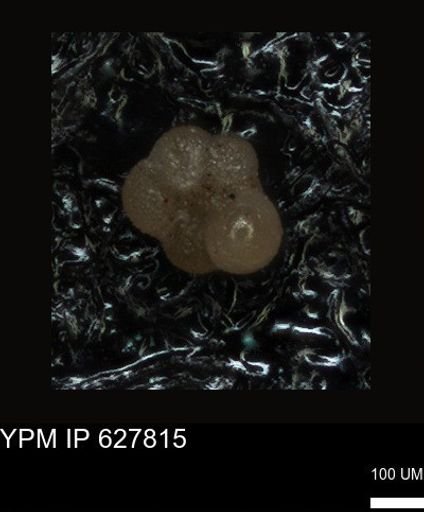 undet. Foraminiferida