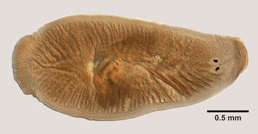 Bdelloura candida