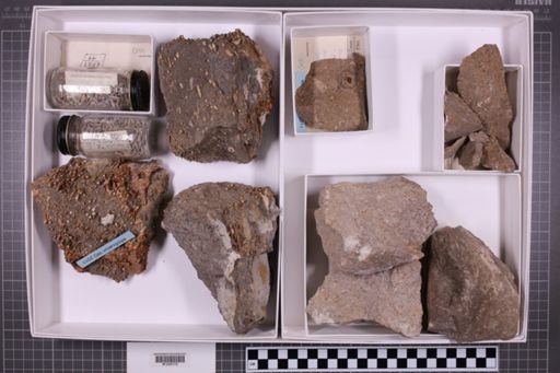mixed taxa, stratigraphic collection