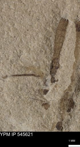 Diptera?