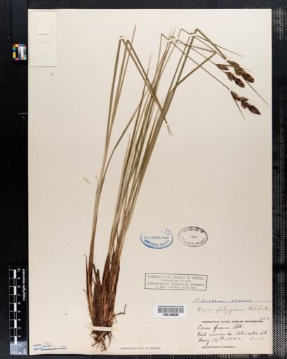 Carex buxbaumii