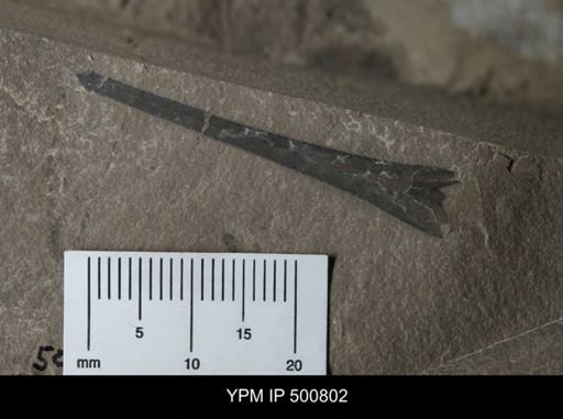 Eurypterus sp.