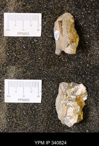 Scaphites sp.