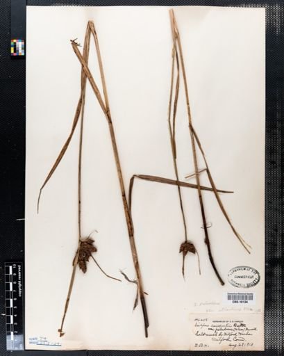 Scirpus campestris