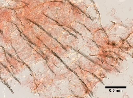 Isodictya deichmannae