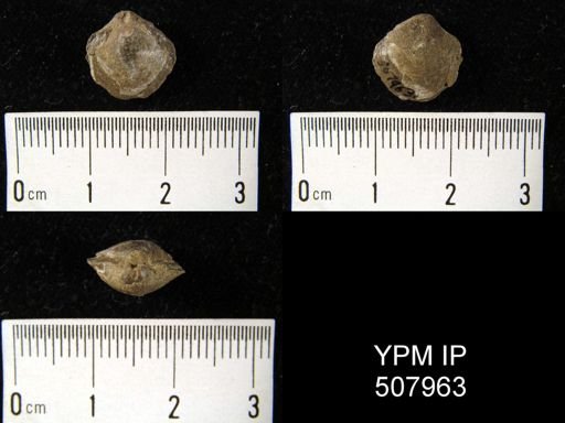 Cleiothyridina pectinifera
