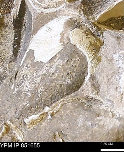 Limopsis striatopunctatus