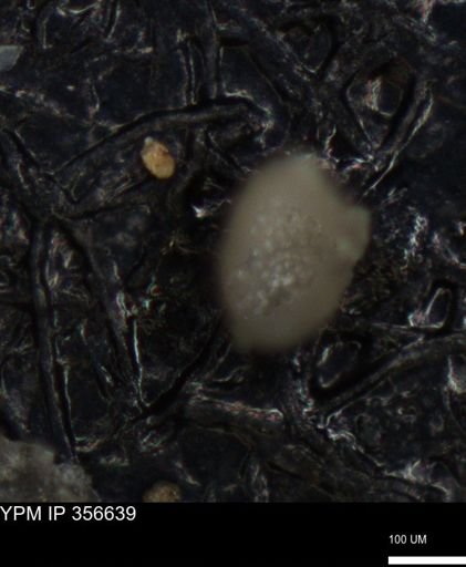 undet. Foraminiferida