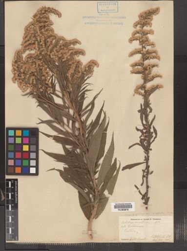 Solidago serotina