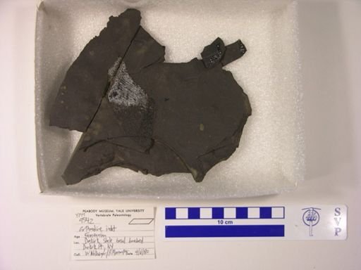 Arthrodira