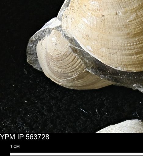 Limopsis striatopunctatus