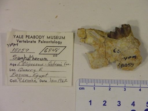 Saghatherium sp.