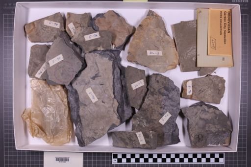 mixed taxa, stratigraphic collection